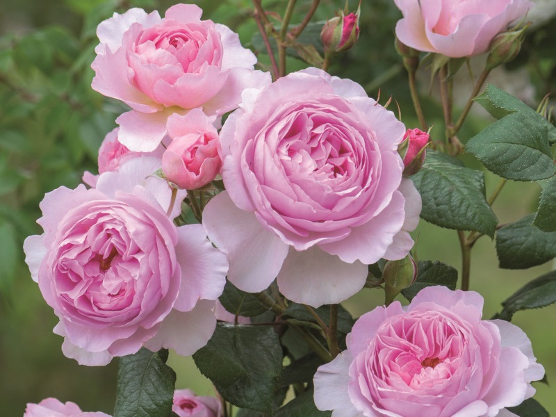 Rosa 'The Ancient Mariner' (Ausoutcry)-0