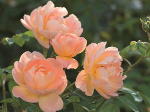 Rosa 'The Lark Ascending' (Ausursula)-0