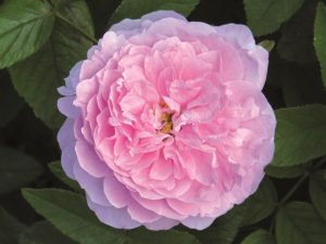 Rosa 'The Mayflower' (Austilly)-0