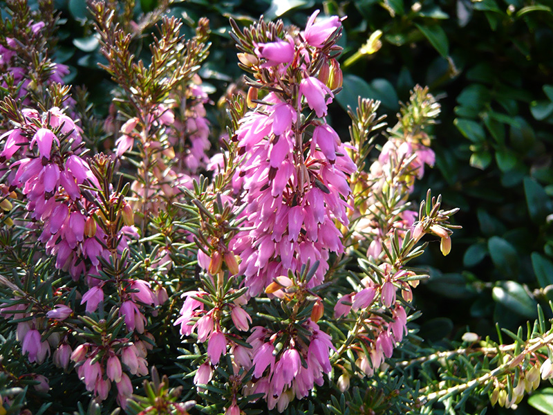 Erica carnea 'Rosalie' (1 litre pot)-12326