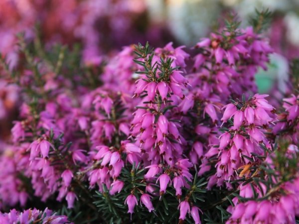 Erica carnea 'Rosalie' (1 litre pot)-0