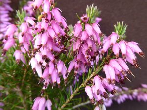 Erica carnea 'Springwood Pink' (9cm pot)-0
