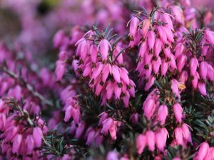 Erica carnea 'Vivellii' (1 litre pot)-0