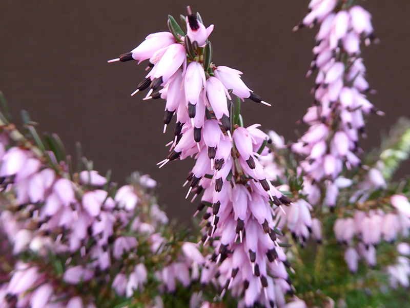 Erica x darleyensis 'J. W. Porter' (9cm pot)-12829