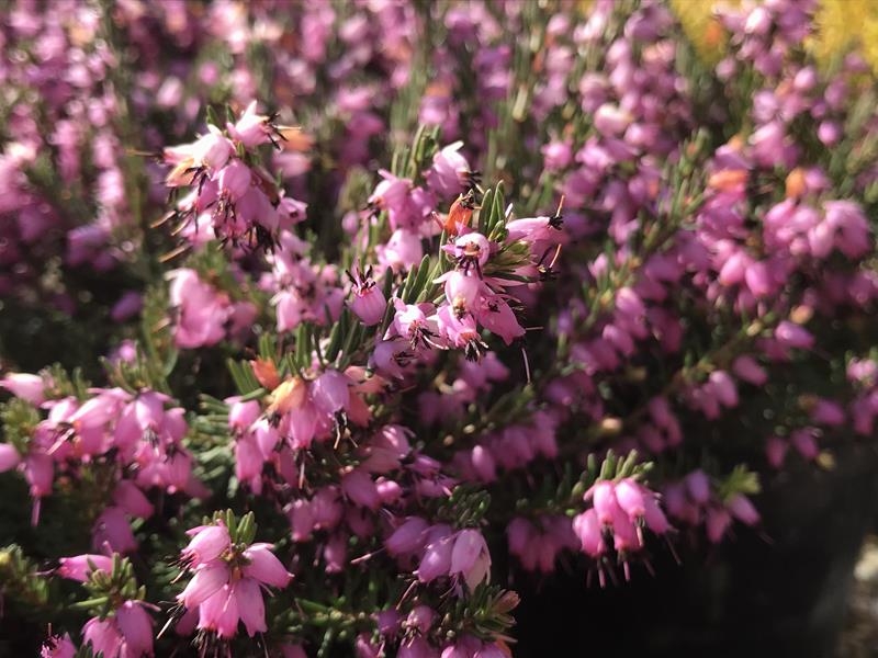 Erica x darleyensis 'J. W. Porter' (9cm pot)-0
