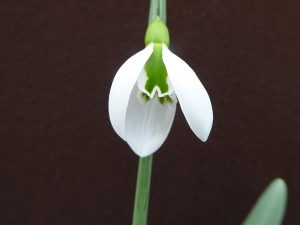 Galanthus plicatus 'Duckie'-0