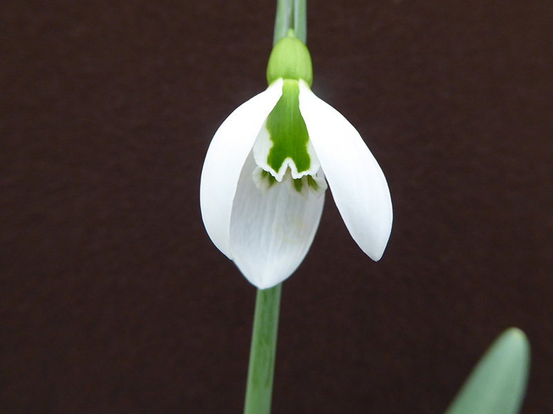 Galanthus plicatus 'Duckie'-0