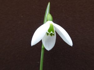 Galanthus elwesii 'Jubilee Green'-0