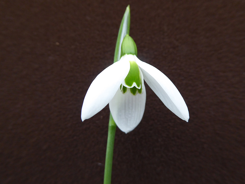 Galanthus elwesii 'Jubilee Green'-0
