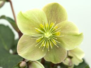 Helleborus x ballardiae 'HGC Cinnamon Snow' (=Coseh 700)-0