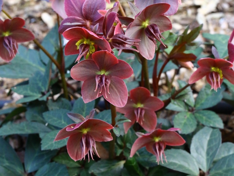 Helleborus x ballardiae HGC Merlin (=Coseh 810)-13684