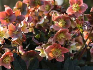 Helleborus x ballardiae HGC Merlin (=Coseh 810)-0