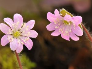 Hepatica asiatica (Korea)-12706