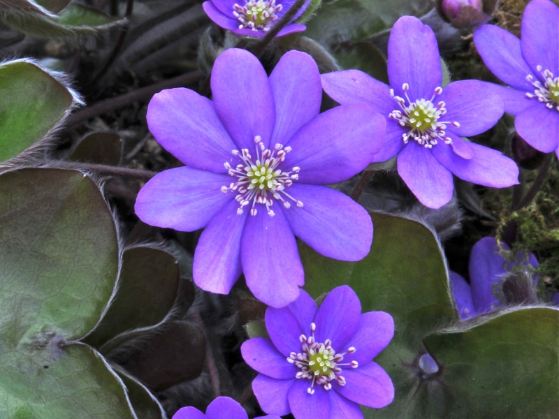 Hepatica nobilis Ashwood Lavenders-12720