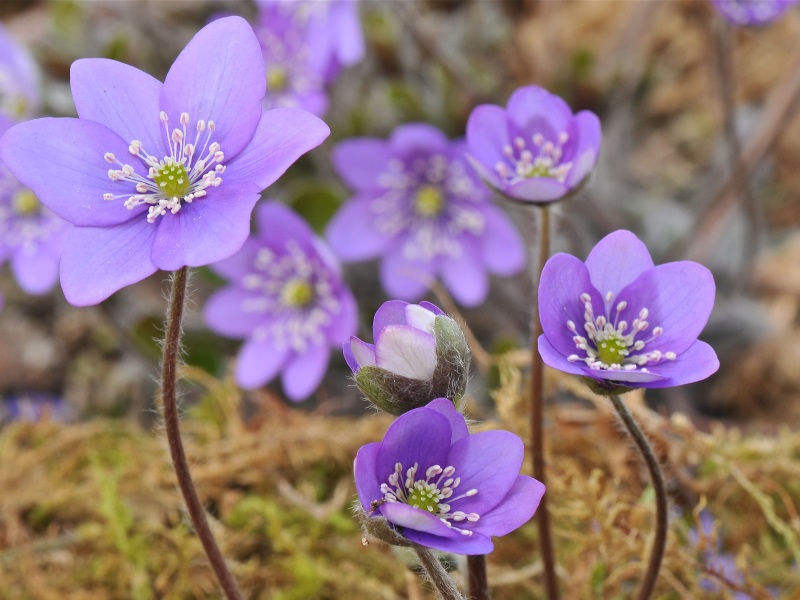 Hepatica nobilis Ashwood Lavenders-0