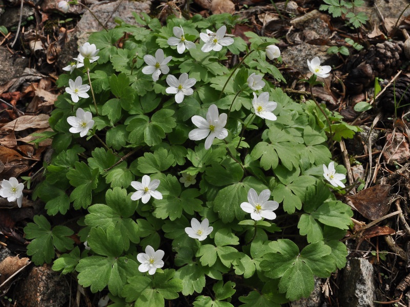 Hepatica falconeri-12687