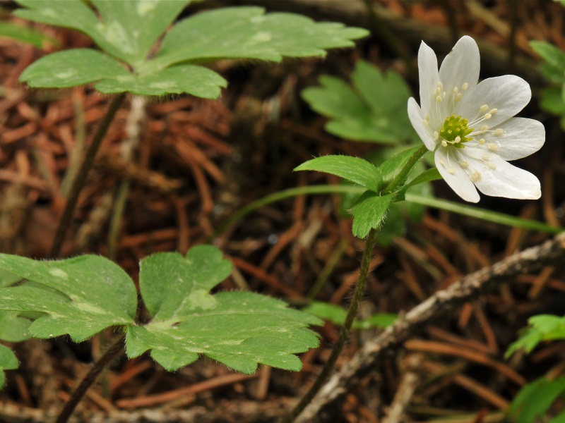 Hepatica falconeri-12686