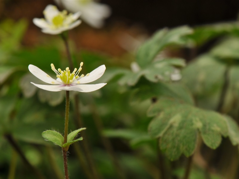 Hepatica falconeri-0