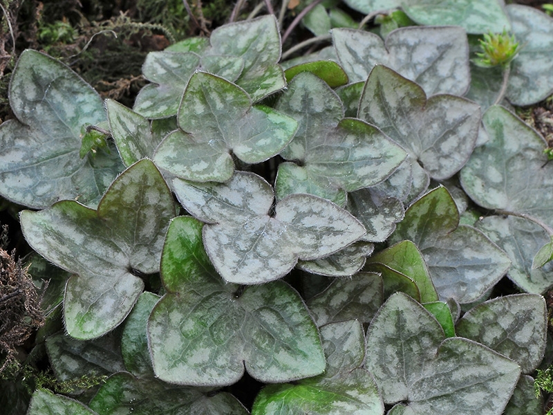 Hepatica japonica var. japonica (Shodo Island)-0
