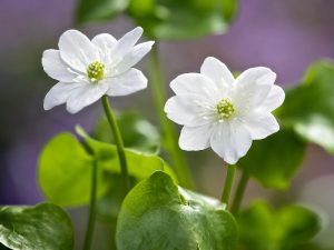 Hepatica nobilis var. glabrata ex. 'Hjalmar'-0