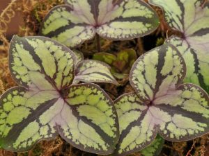 Hepatica nobilis 'Stained Glass'-0