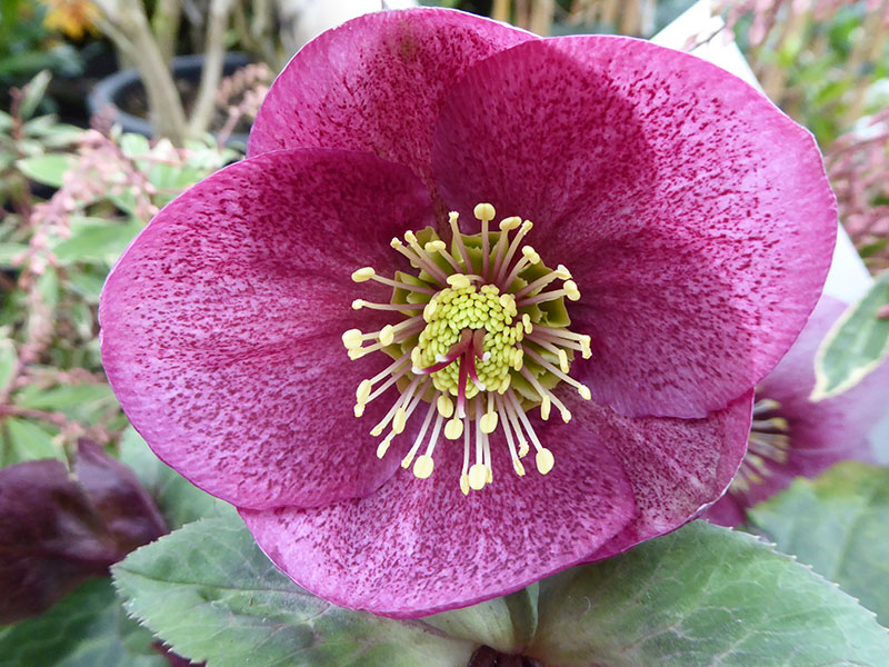 Helleborus (Rodney Davey Marbled Group) 'Charmer'-12683