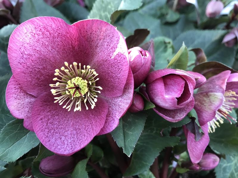 Helleborus (Rodney Davey Marbled Group) 'Charmer'-0