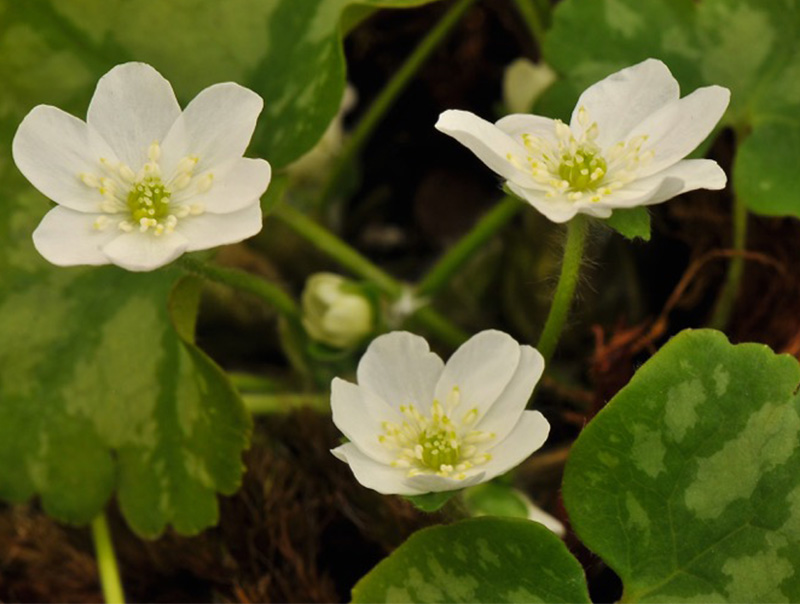 Hepatica nobilis var. pyrenaica 'Pyrenean Princess'-12824