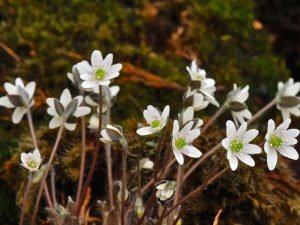 Hepatica japonica var. japonica (Shodo Island)-0