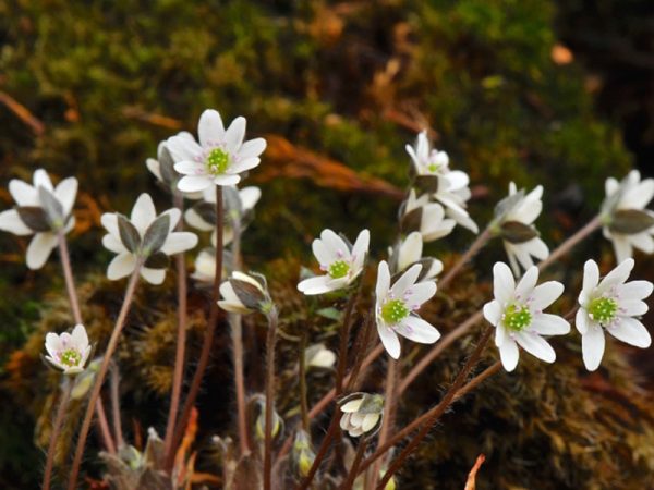 Hepatica japonica var. japonica (Shodo Island)-0