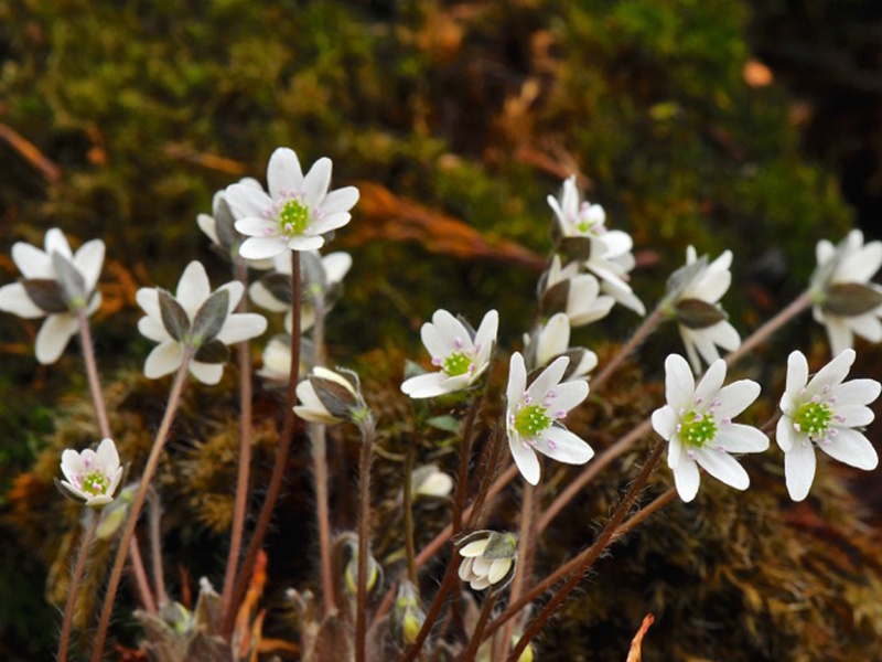 Hepatica japonica var. japonica (Shodo Island)-0