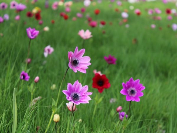 Anemone pavonina Plant (Mixed Shades)-0