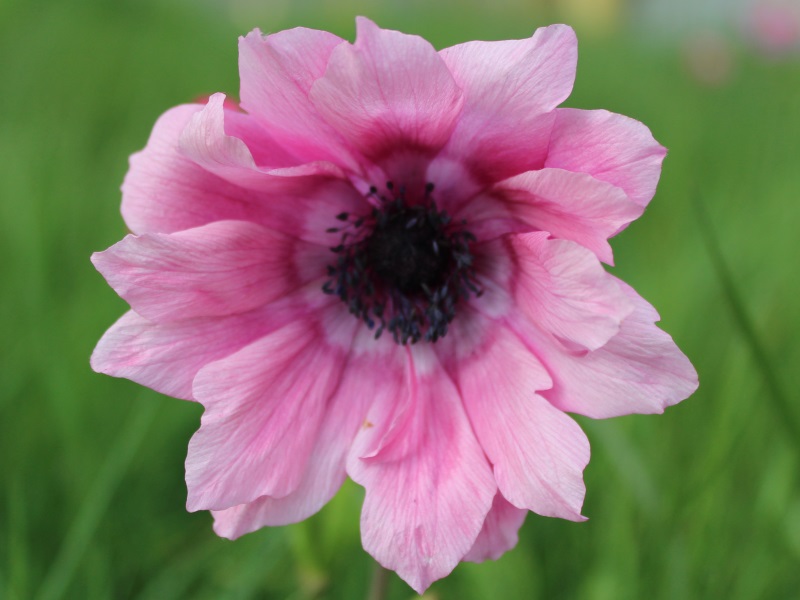 Anemone pavonina Plant (Mixed Shades)-12780