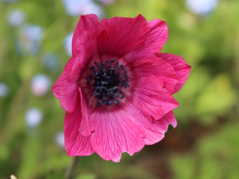 Anemone pavonina Plant (Mixed Shades)-12782