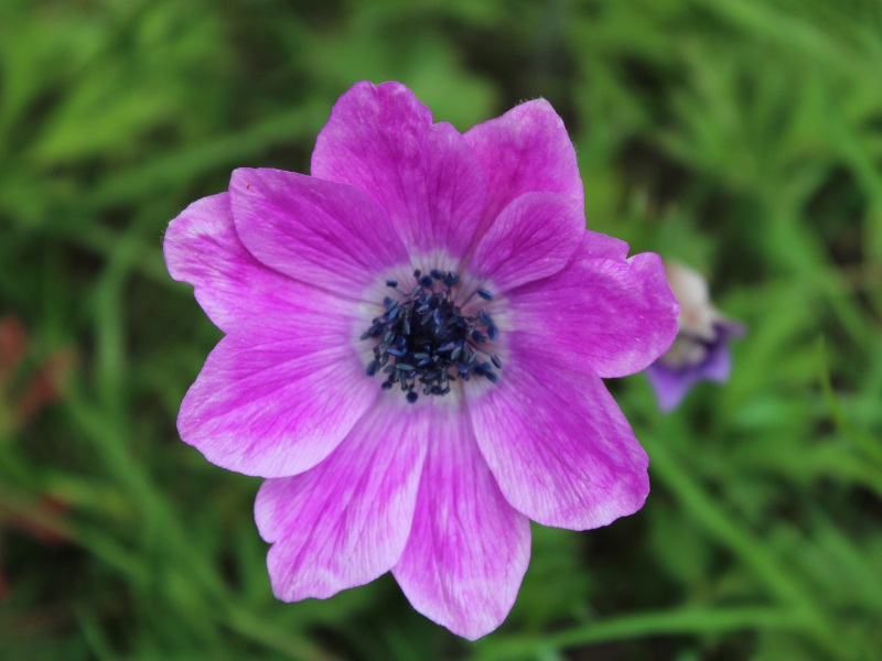 Anemone pavonina Plant (Mixed Shades)-12783