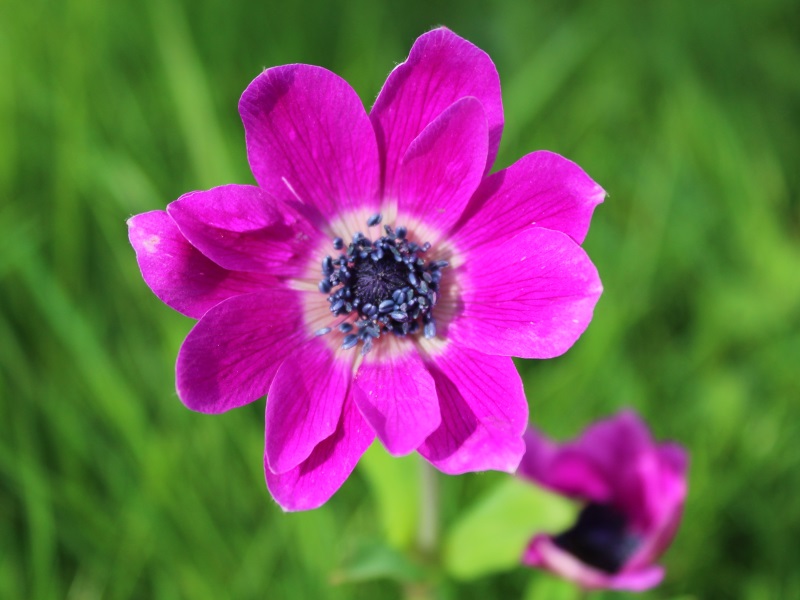 Anemone pavonina Plant (Mixed Shades)-12784