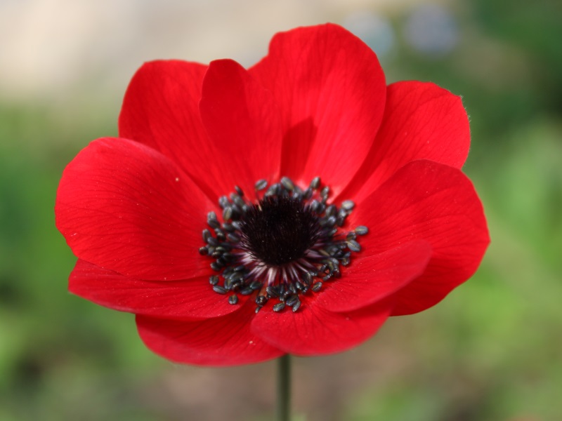 Anemone pavonina Plant (Mixed Shades)-12785