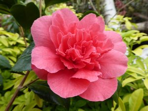 Camellia japonica 'Kramer’s Supreme'-0