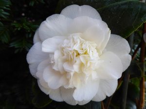 Camellia japonica 'Nobilissima'-12825