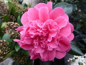 Camellia hybrid 'Tristrem Carlyon'-0