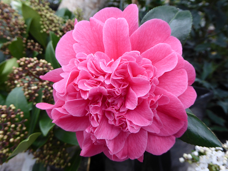 Camellia hybrid 'Tristrem Carlyon'-0