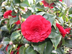 Camellia japonica 'Roger Hall'-0