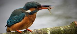 Some welcome visitors to The Wildlife Meadow