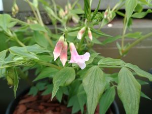Lathyrus vernus Pink form