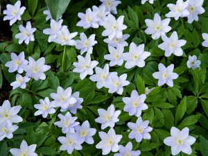 Anemone nemorosa 'Robinsoniana'-0