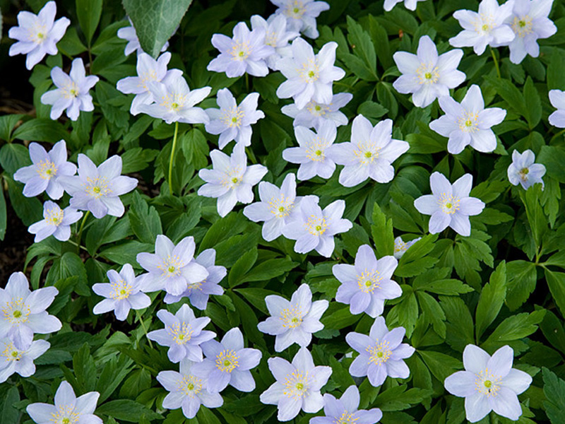 Anemone nemorosa 'Robinsoniana'-0