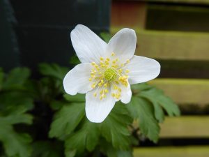 Anemone nemorosa 'Wisley Selection'-0