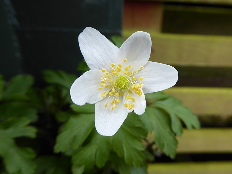 Anemone nemorosa 'Wisley Selection'-0