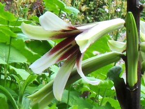 Cardiocrinum giganteum-0