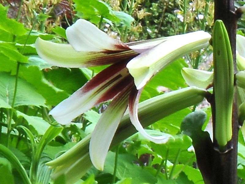 Cardiocrinum giganteum-0
